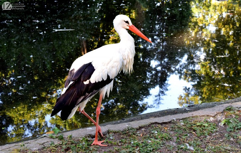 Ibis Stork