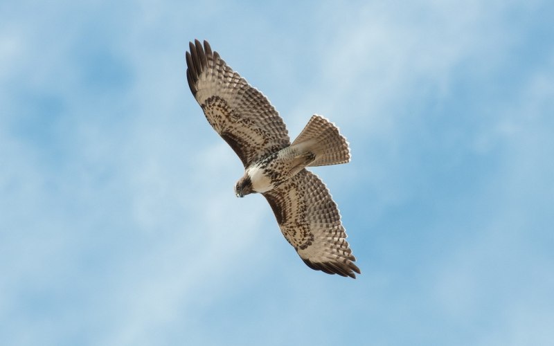Falco rusticolus