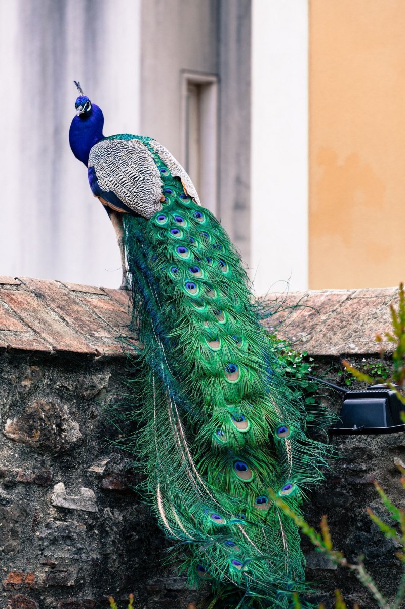 Animals with Feathers