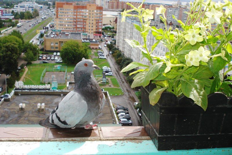 Крутой голубь