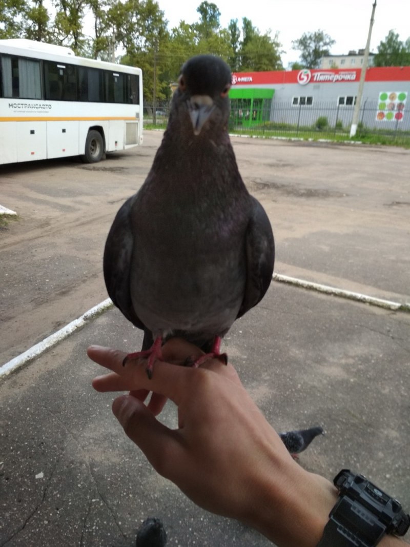 Обкуренный голубь