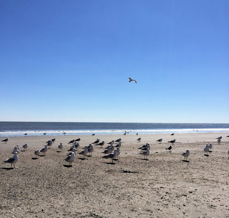Пляж "Чайка" Chaika Beach
