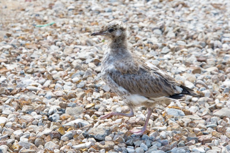 Larus argentatus птенец
