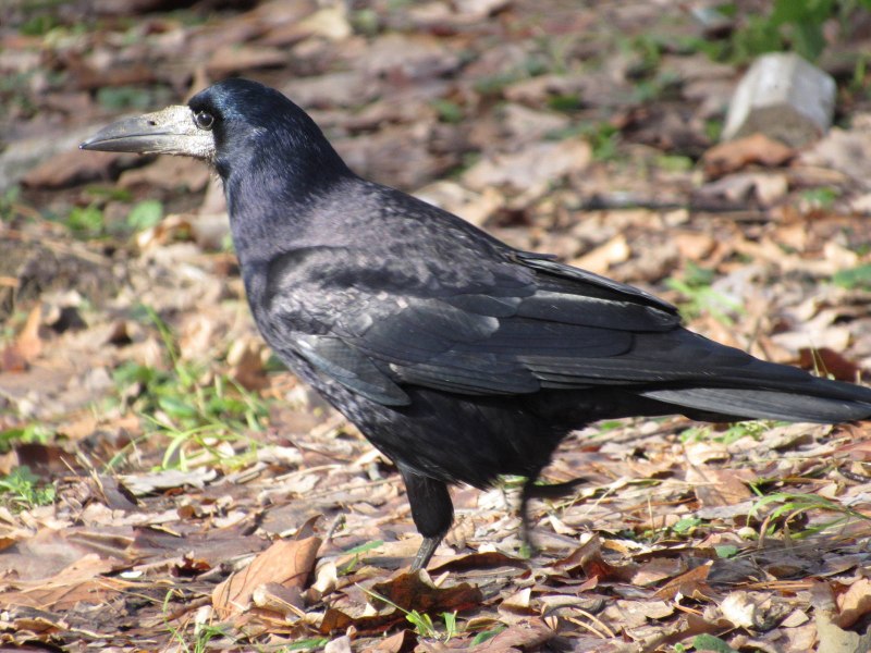 Corvus frugilegus all Bones
