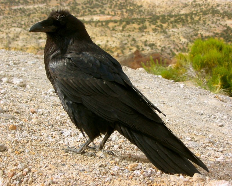 Corvus frugilegus птенцы