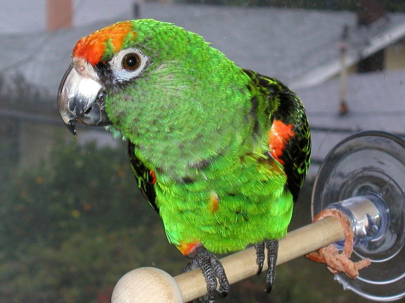 Poicephalus Gulielmi