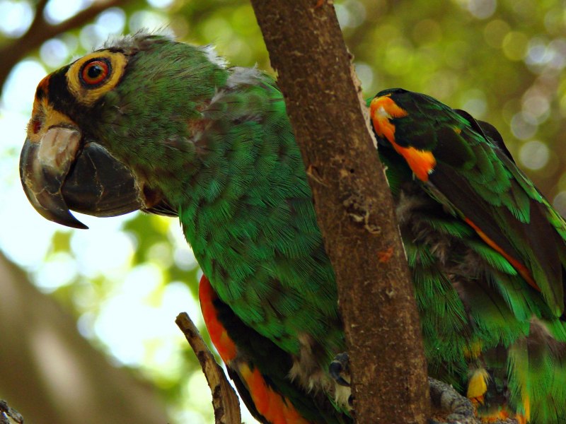 Poicephalus Gulielmi