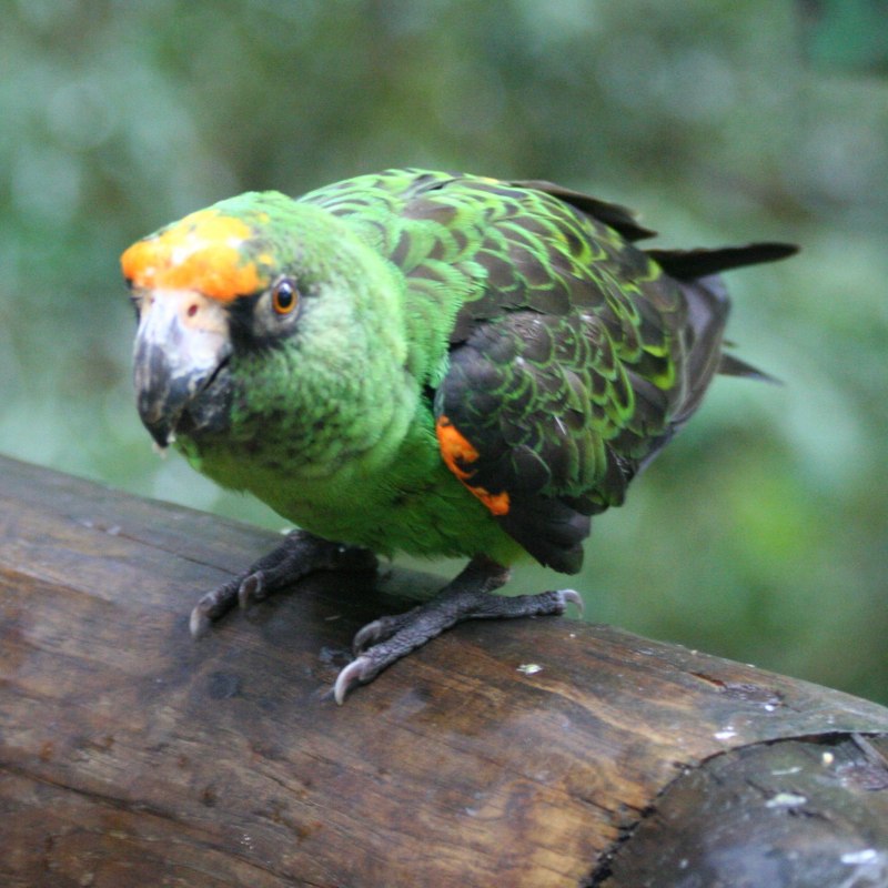 Poicephalus Gulielmi