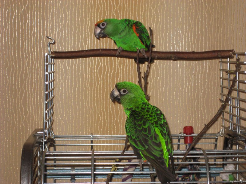 Parrots upside down