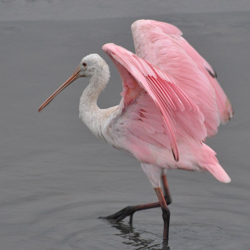 Roseate Spoonbill