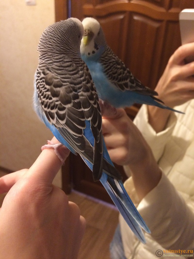 Грустный волнистый попугай