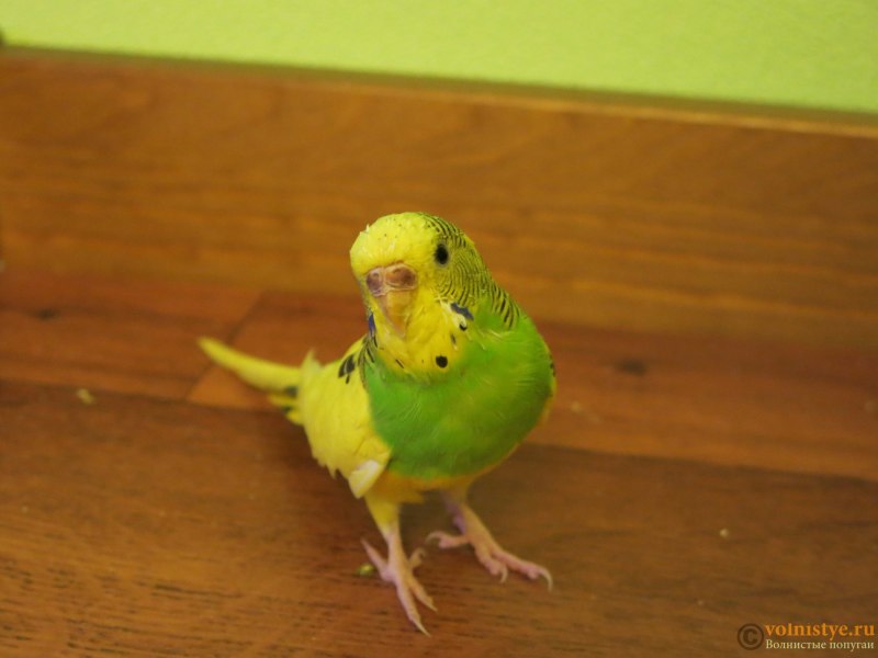 Loriculus galgulus