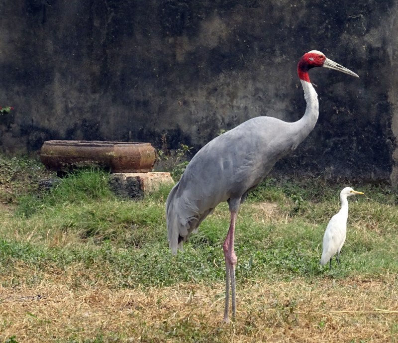 Grus Antigone