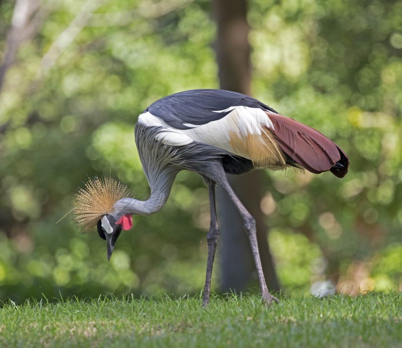 Птица кран Sarus