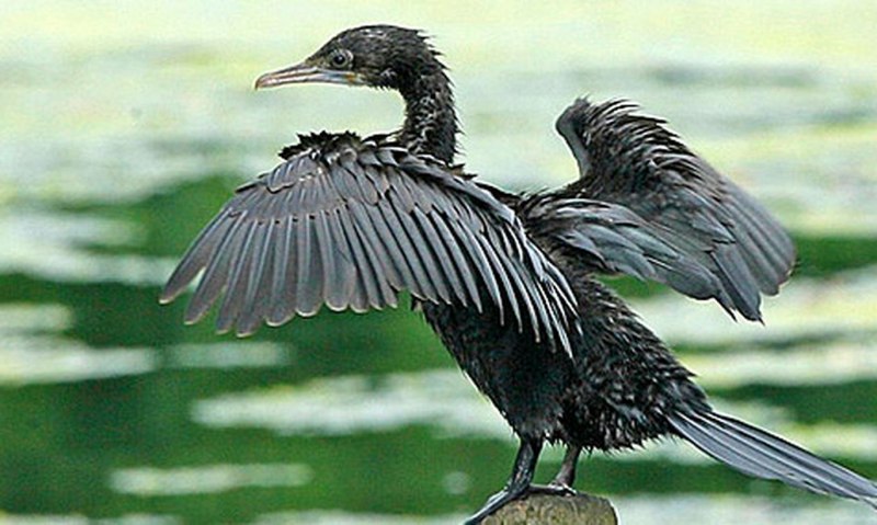 Фото Phalacrocorax Pygmeus