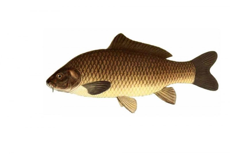 Карп обыкновенный – Cyprinus Carpio