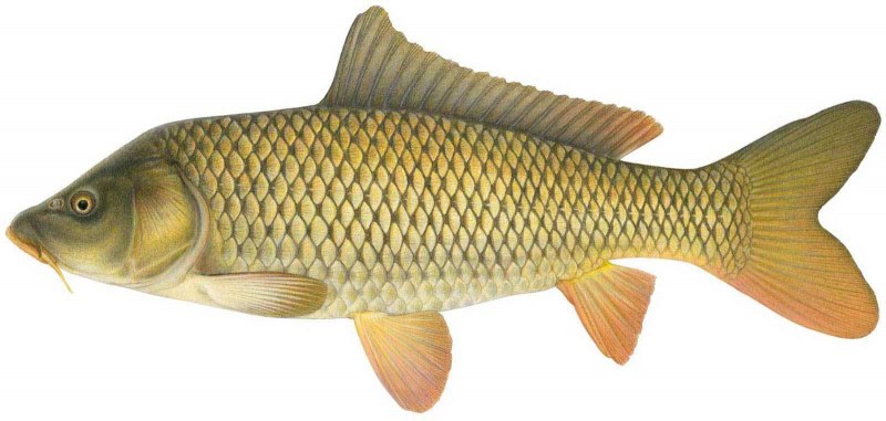 Common Carp