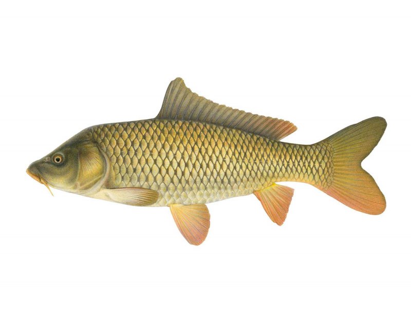 Карп (Cyprinus Carpio)