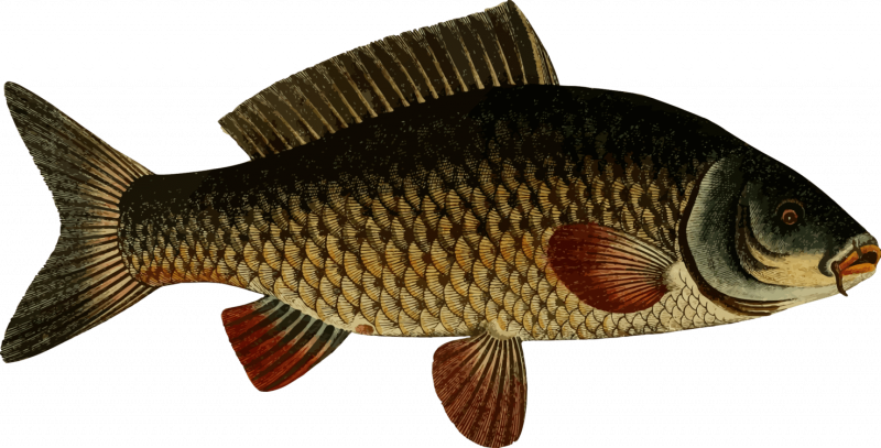 Карп (Cyprinus Carpio)