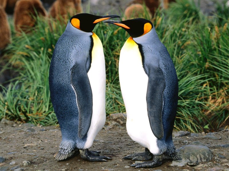 Penguin c