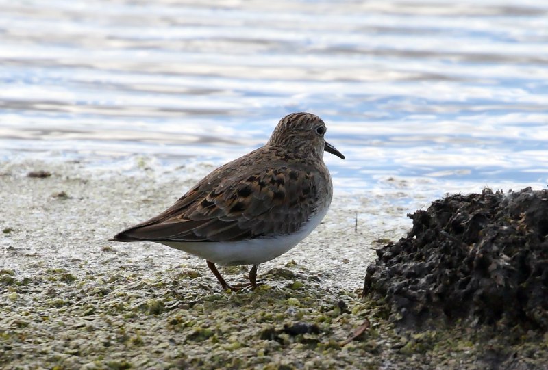 Белохвостый песочник Calidris temminckii
