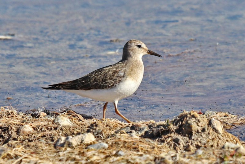 Calidris tenuirostris