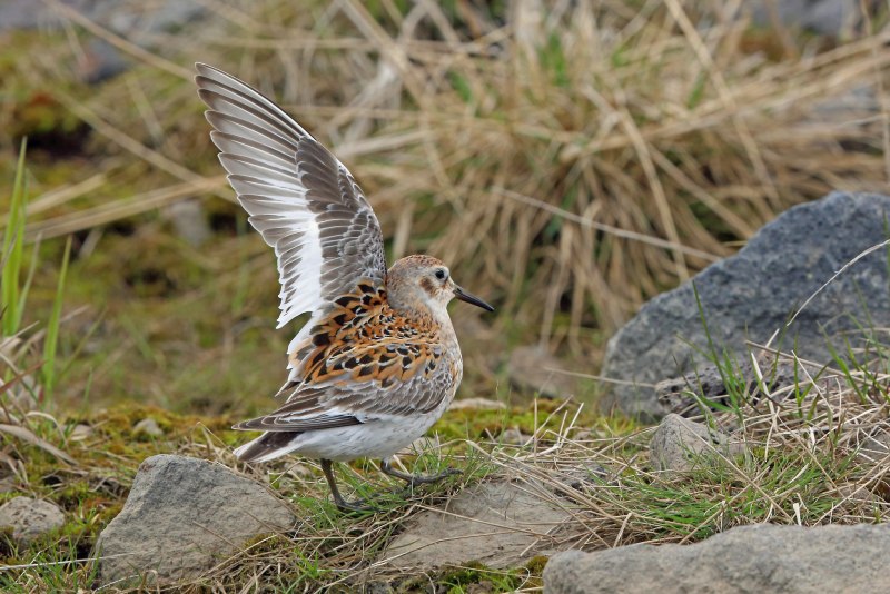 Белохвостый песочник Calidris temminckii