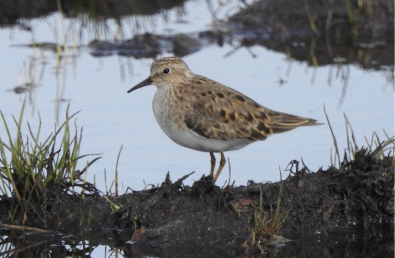 Temminck's stint (Calidris temminckii)