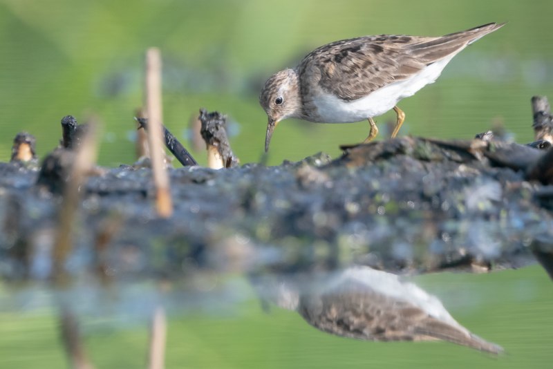 Исландский песочник (Calidris canutus)