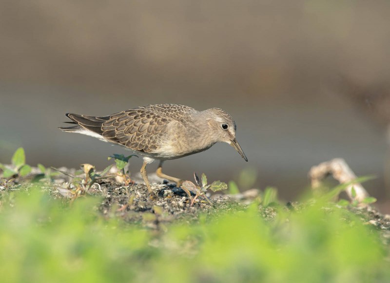 Calidris tenuirostris
