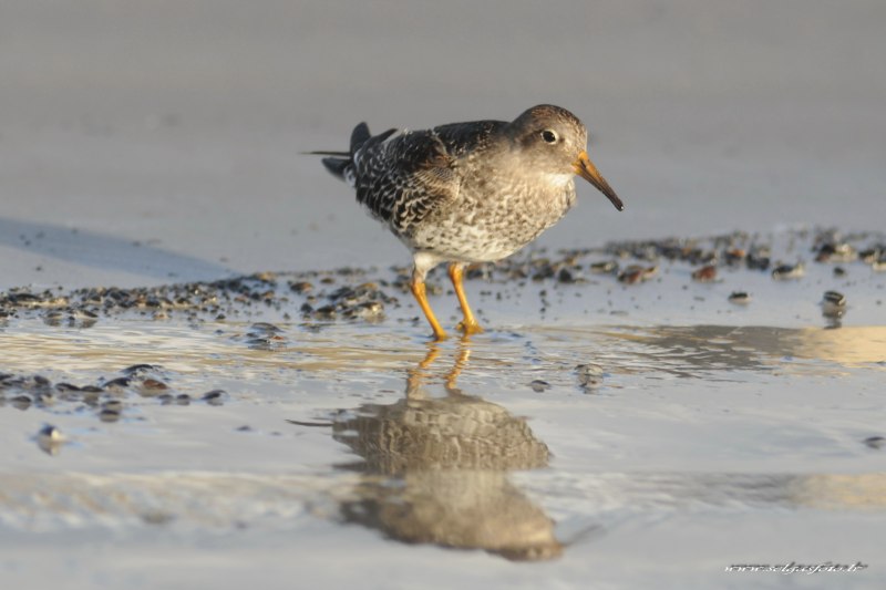 Чернозобик (Calidris Alpina) Dunlin