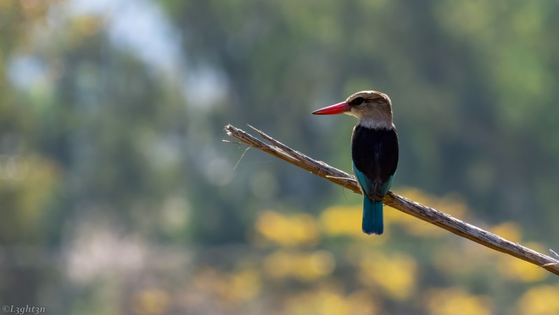 Черношейная цапля (Ardea melanocephala)