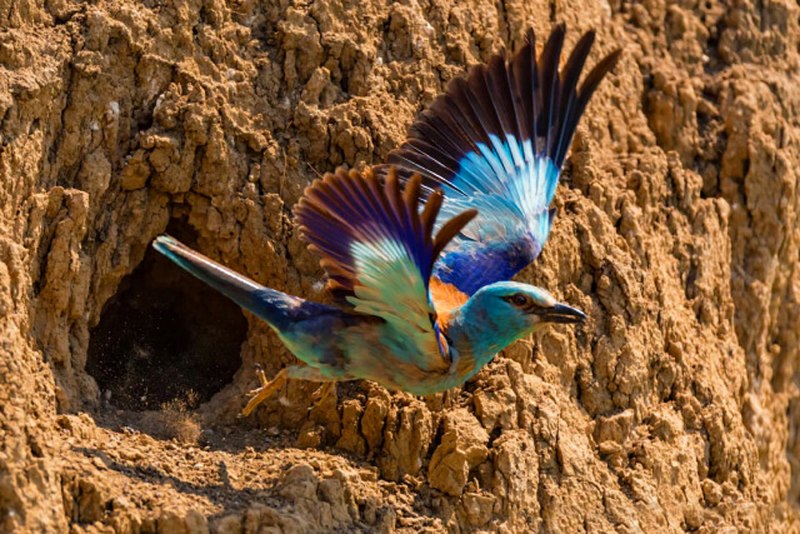 Сизоворонка Coracias garrulus гнездо