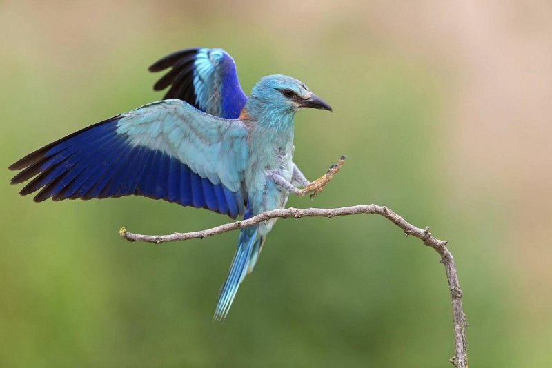 Обыкновенная сизоворонка Coracias garrulus