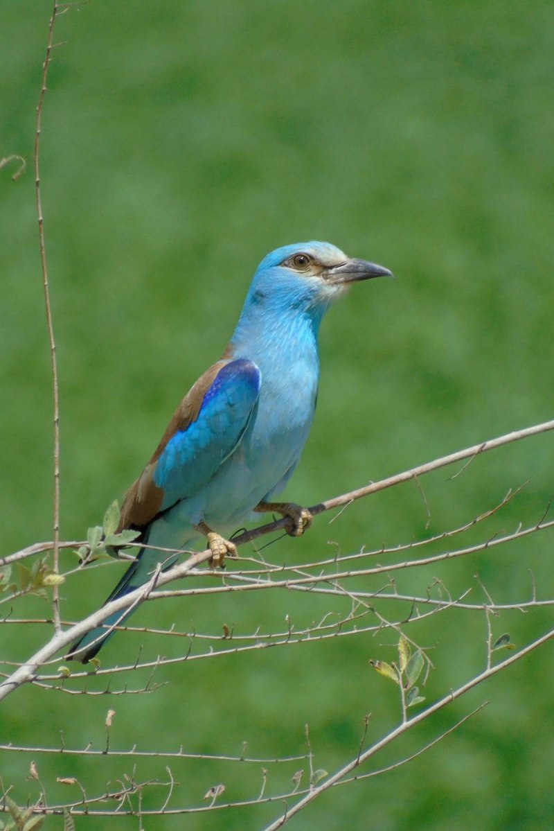 Сизоворонка Coracias garrulus
