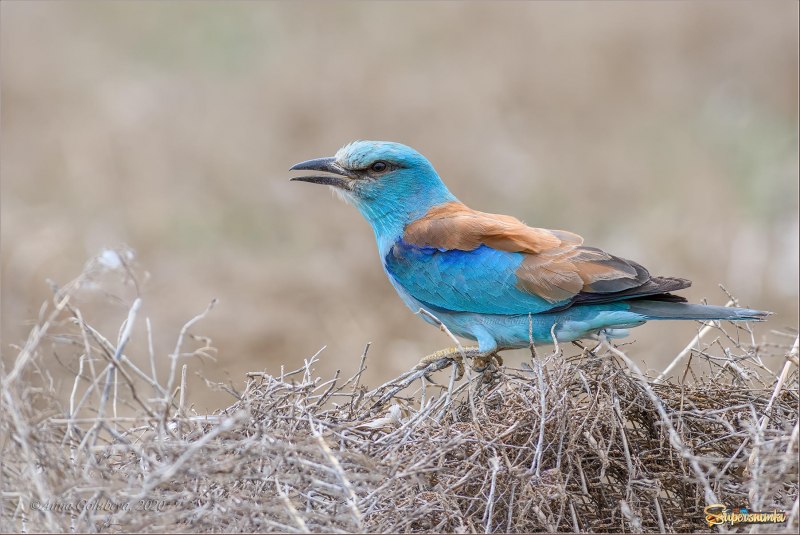 Обыкновенная сизоворонка Coracias garrulus