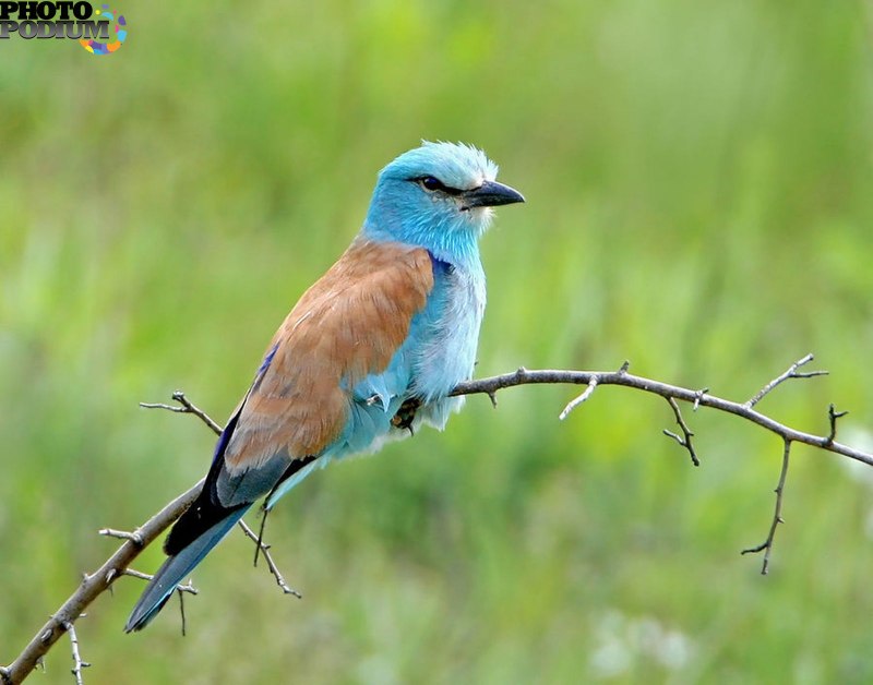 Обыкновенная сизоворонка Coracias garrulus