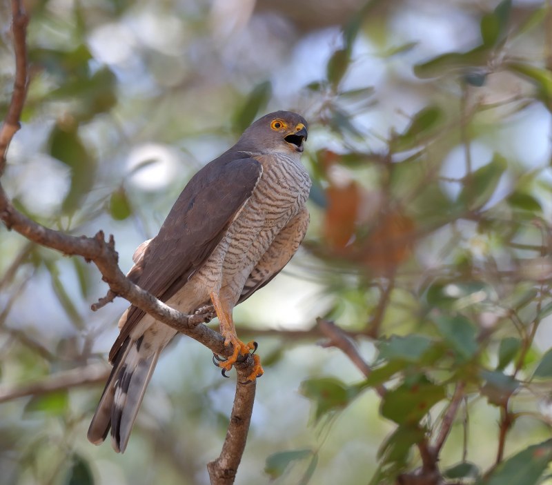 Accipiter nisus перепелятник