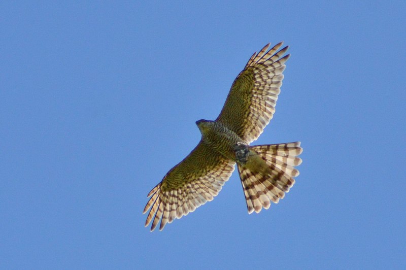 Accipiter nisus перепелятник