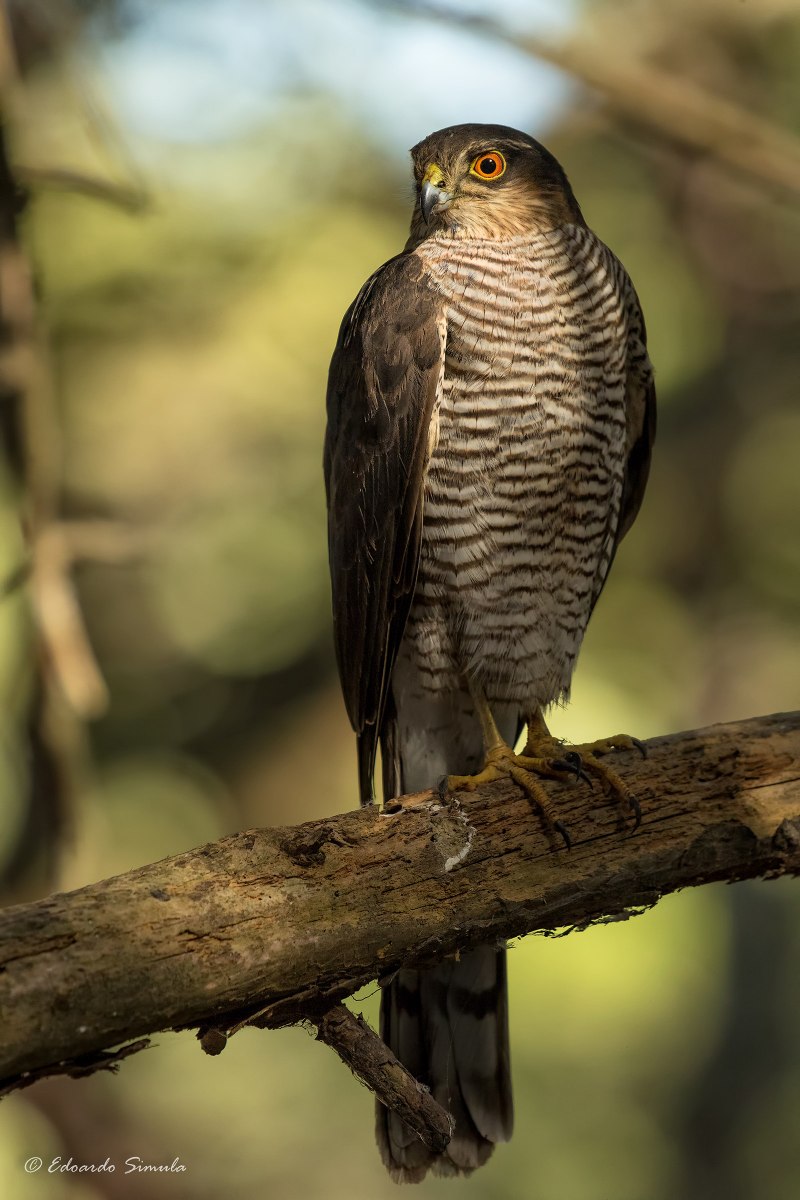 Ястреб-перепелятник (Accipiter nisus)
