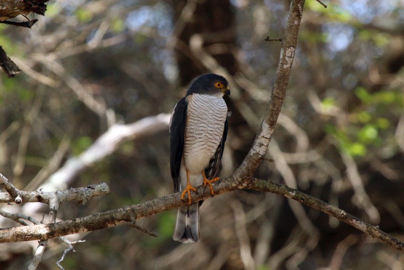 Accipiter nisus перепелятник