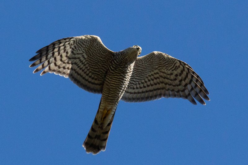 Accipiter nisus перепелятник