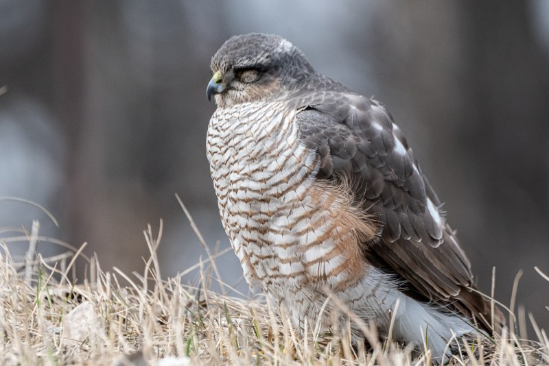 Ястреб-перепелятник (Accipiter nisus)