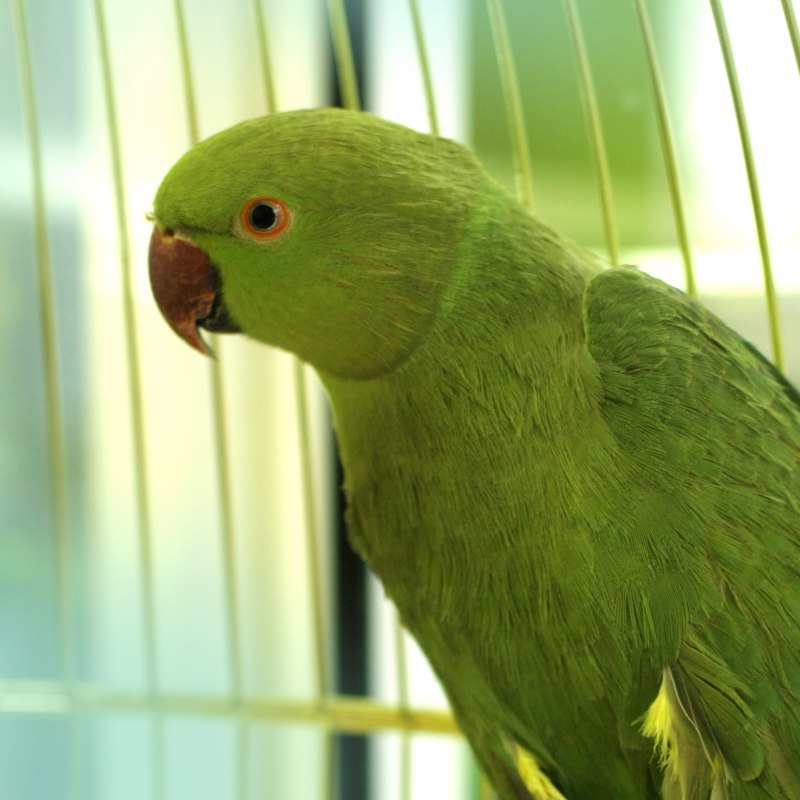 Самка ожерелового попугая (43 фото)