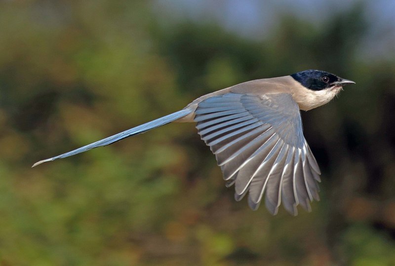 Cyanopica Cyana