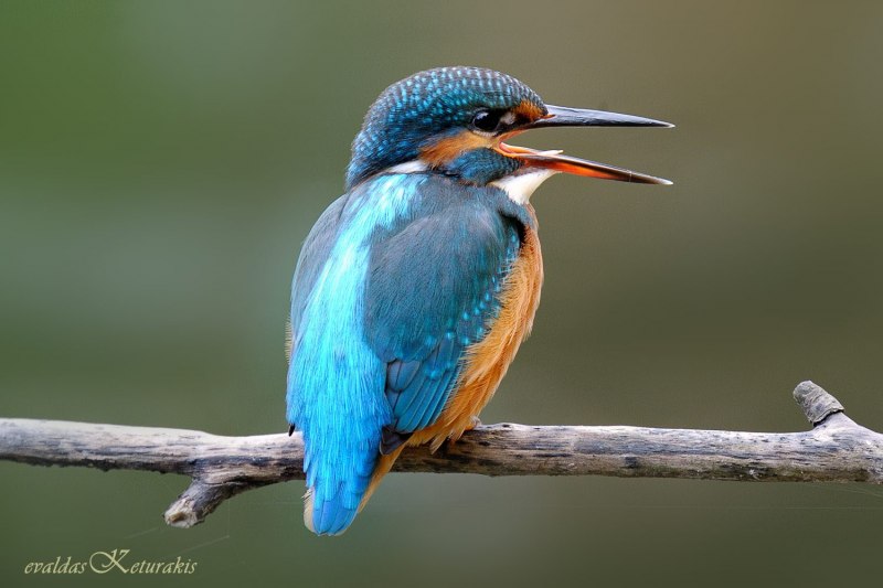 Обыкновенный Зимородок – Alcedo Atthis l.