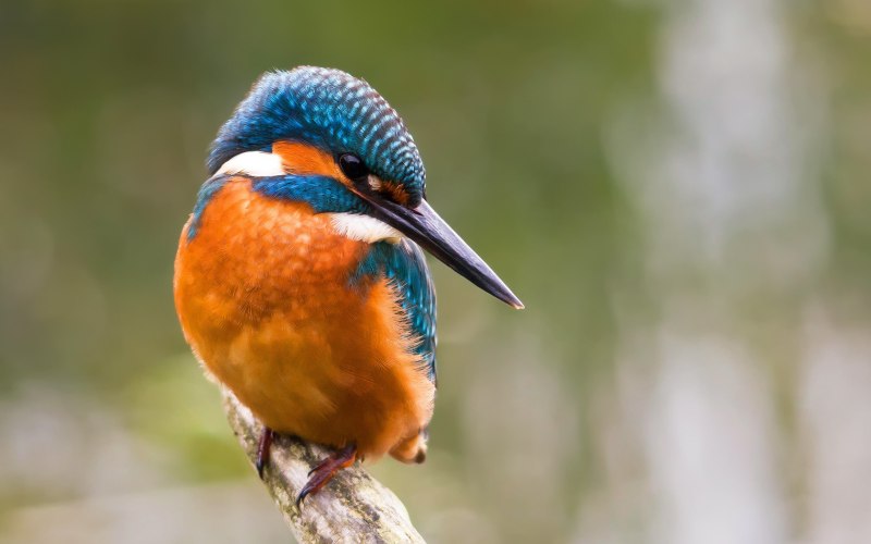 Обыкновенный Зимородок – Alcedo Atthis l.