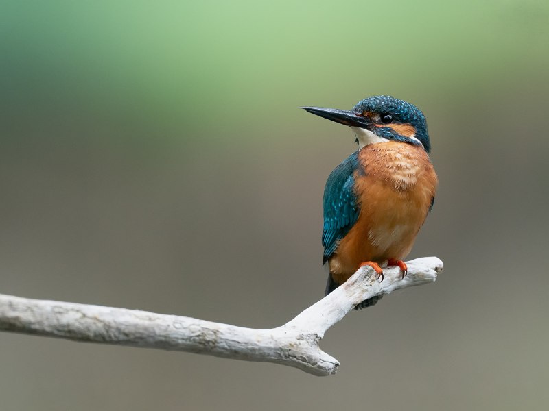 Обыкновенный Зиморо́док ( Alcedo Atthis)