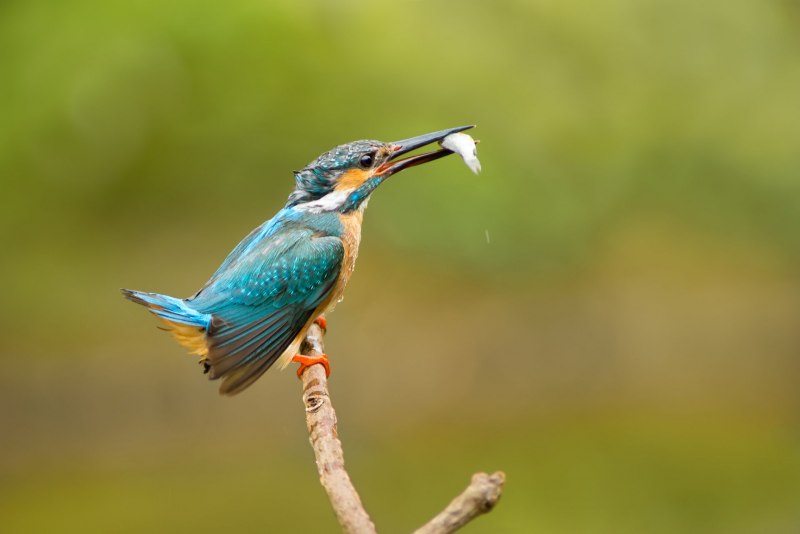Обыкновенный Зимородок - Alcedo Atthis