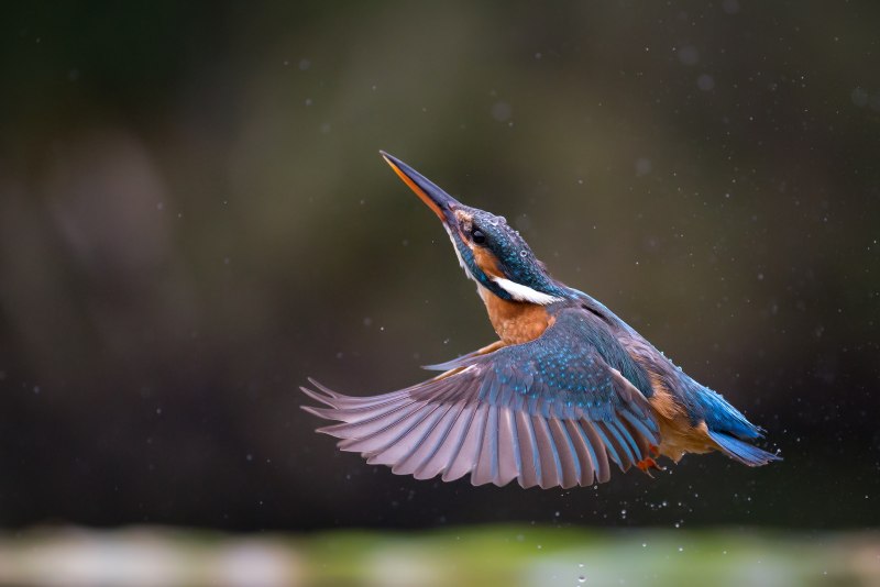 Птичка Kingfisher